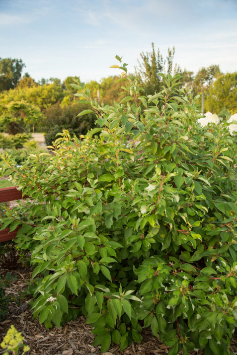 CornusalbaFirstEditionsBatonRouge-37-6478-1