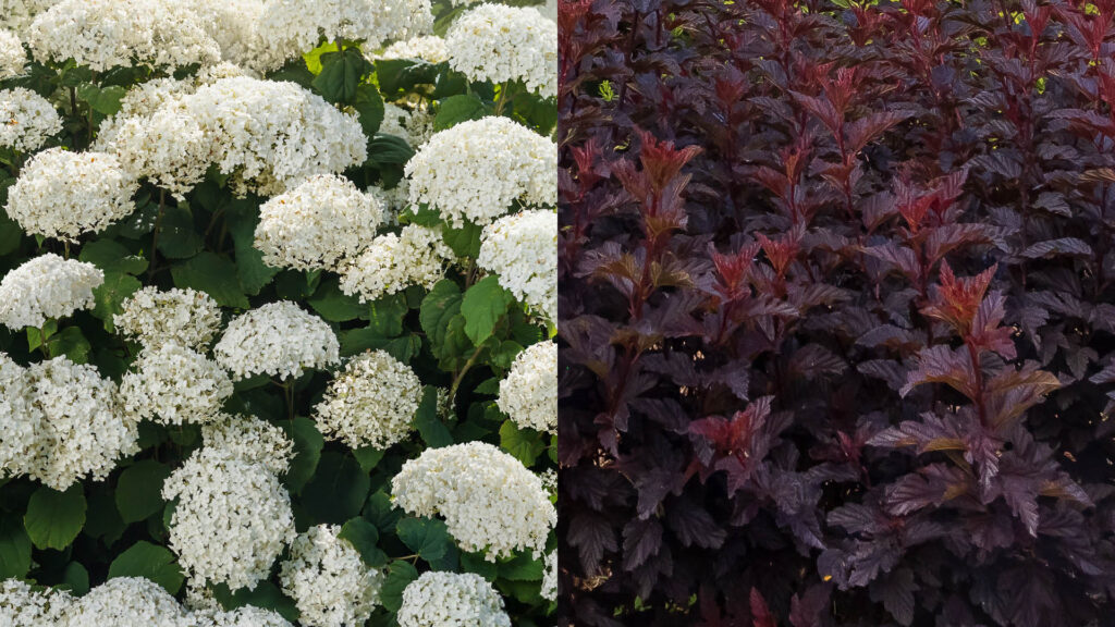 close up of FlowerFull Smooth Hydrangea and Fireside Ninebark plant pairing