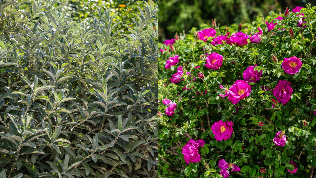 Iceberg Alley Sageleaf Willow next to Lotty's Love Rose 
