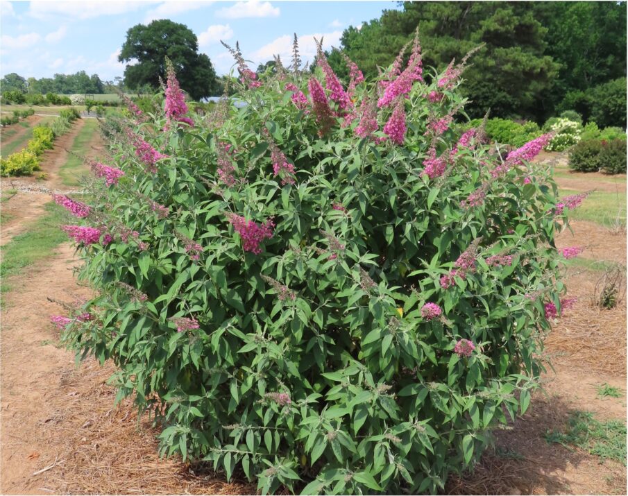 First Editions® Trippy Pink® Butterfly Bush