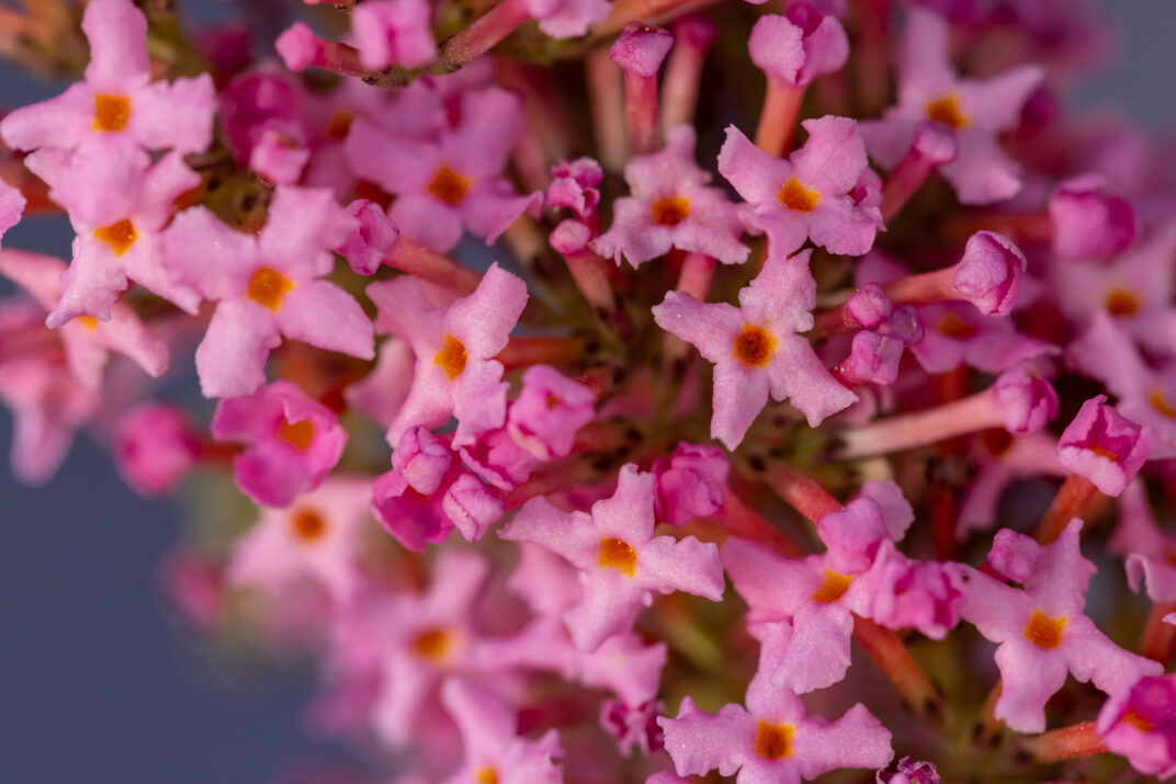 First Editions® Trippy Pink® Butterfly Bush