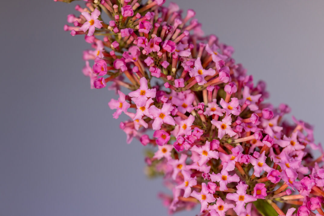 First Editions® Trippy Pink® Butterfly Bush