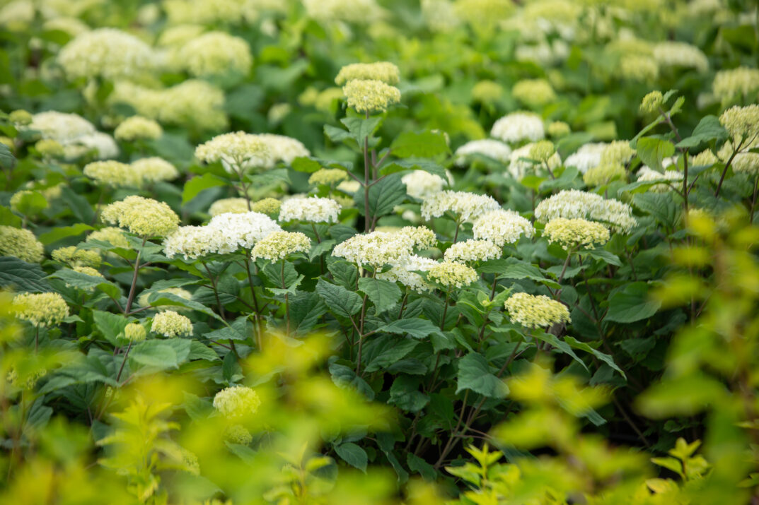 FlowerFull® Smooth Hydrangea from First Editions®