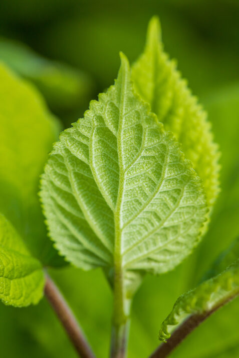 FlowerFull® Smooth Hydrangea from First Editions®