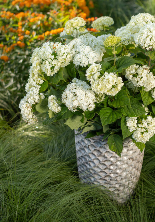 FlowerFull® Smooth Hydrangea from First Editions®