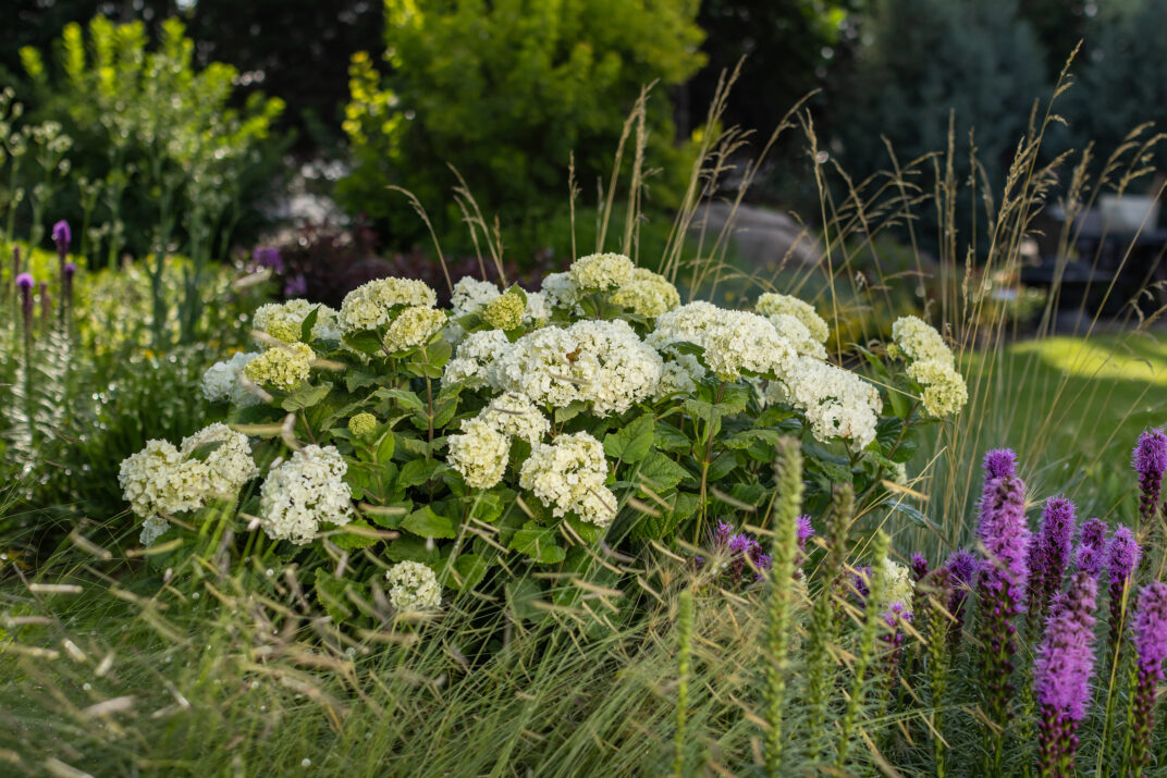 FlowerFull® Smooth Hydrangea from First Editions®