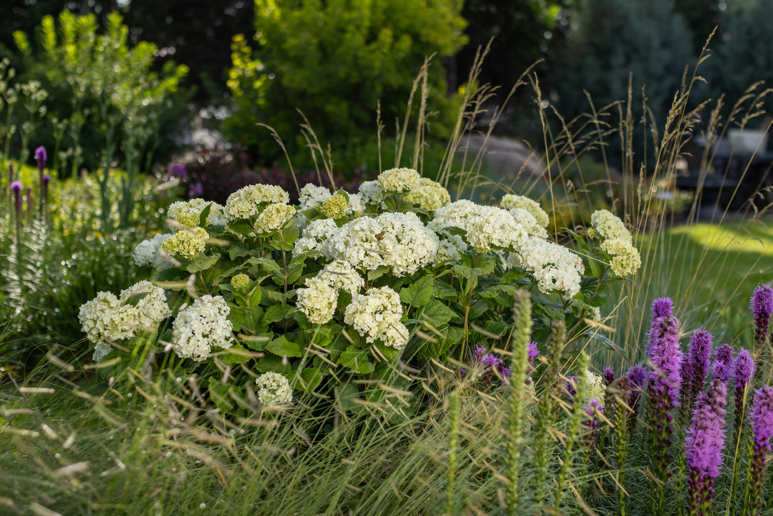 Buy Hydrangea macrophylla 'Love' Double Bloom Hydrangea — Mr