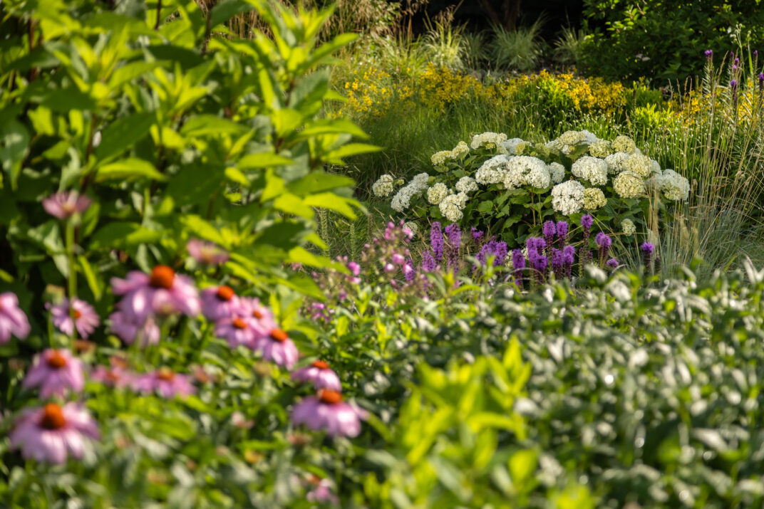 FlowerFull® Smooth Hydrangea from First Editions®