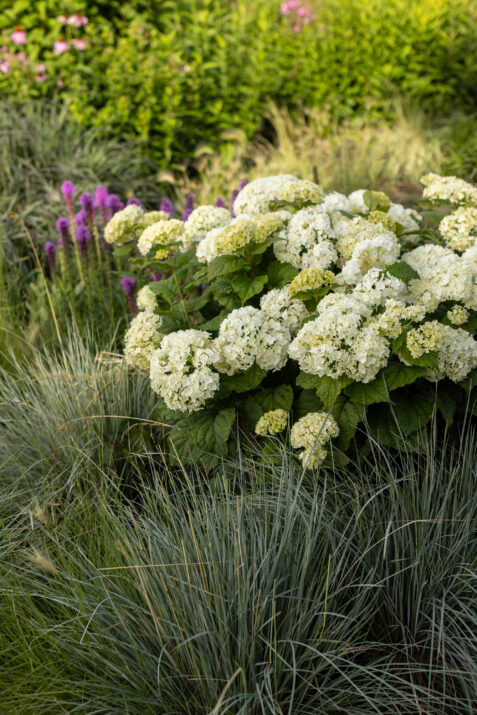 FlowerFull® Smooth Hydrangea from First Editions®