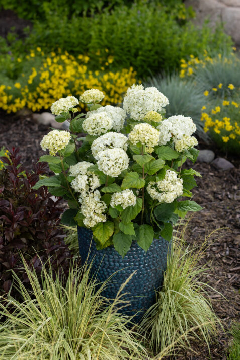 FlowerFull® Smooth Hydrangea from First Editions®