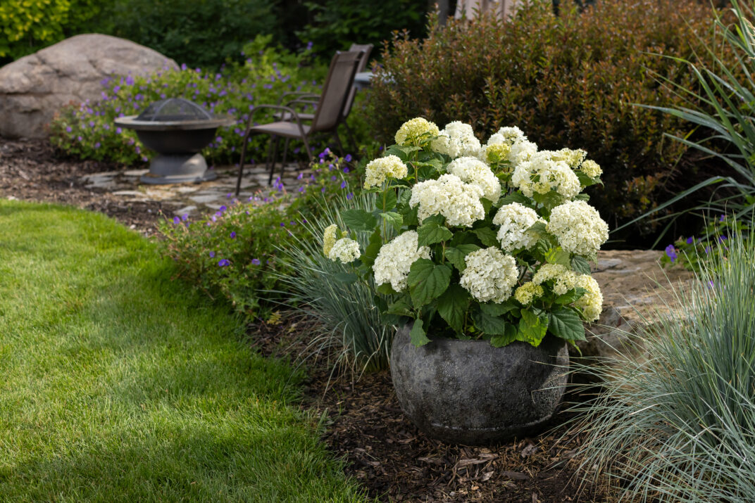 FlowerFull® Smooth Hydrangea from First Editions®