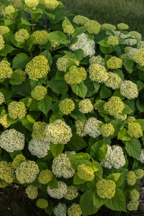 FlowerFull® Smooth Hydrangea from First Editions®