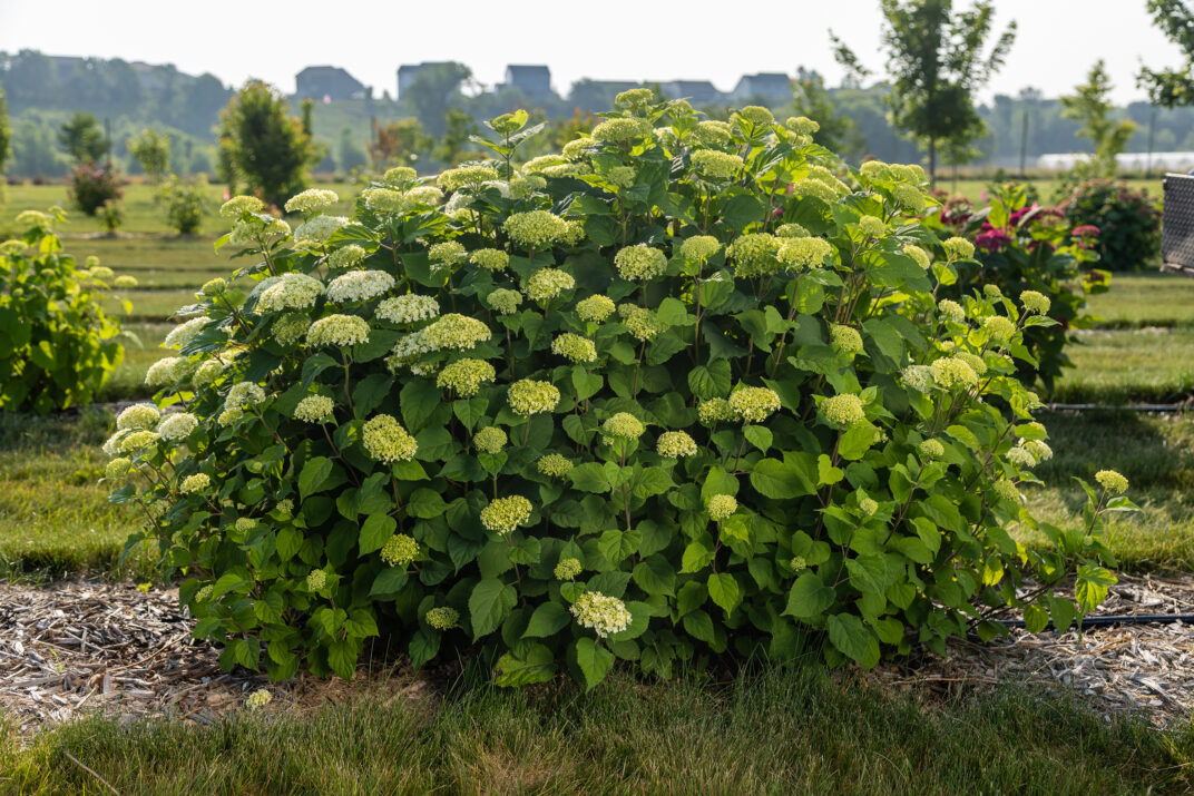 FlowerFull® Smooth Hydrangea from First Editions®