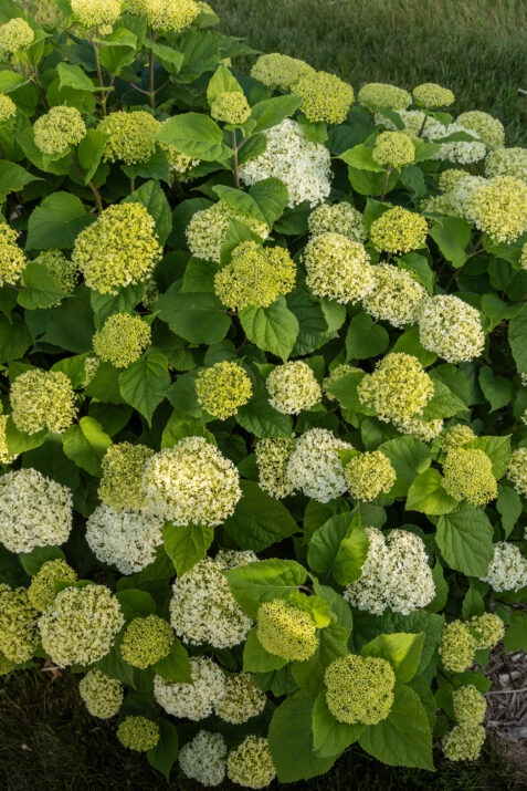 FlowerFull® Smooth Hydrangea from First Editions®