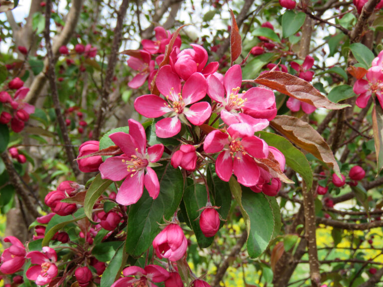 Courageous™ Crabapple