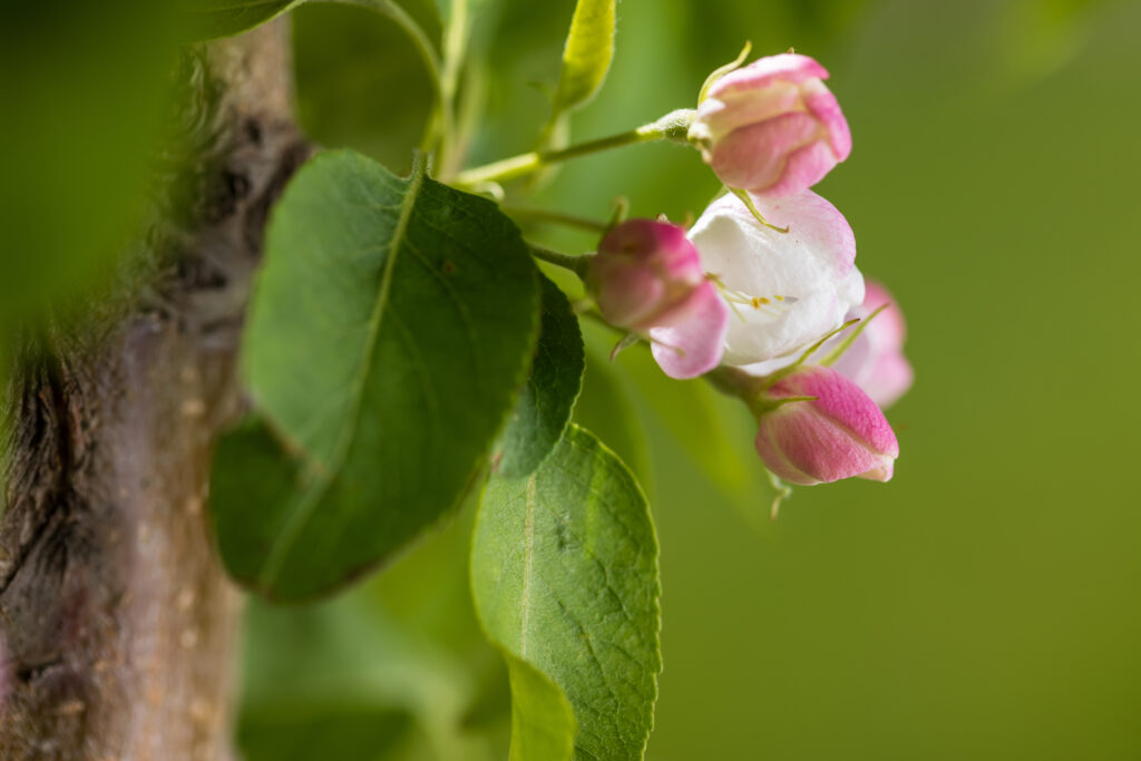 Green Wall Spire™ Crabapple | First Editions