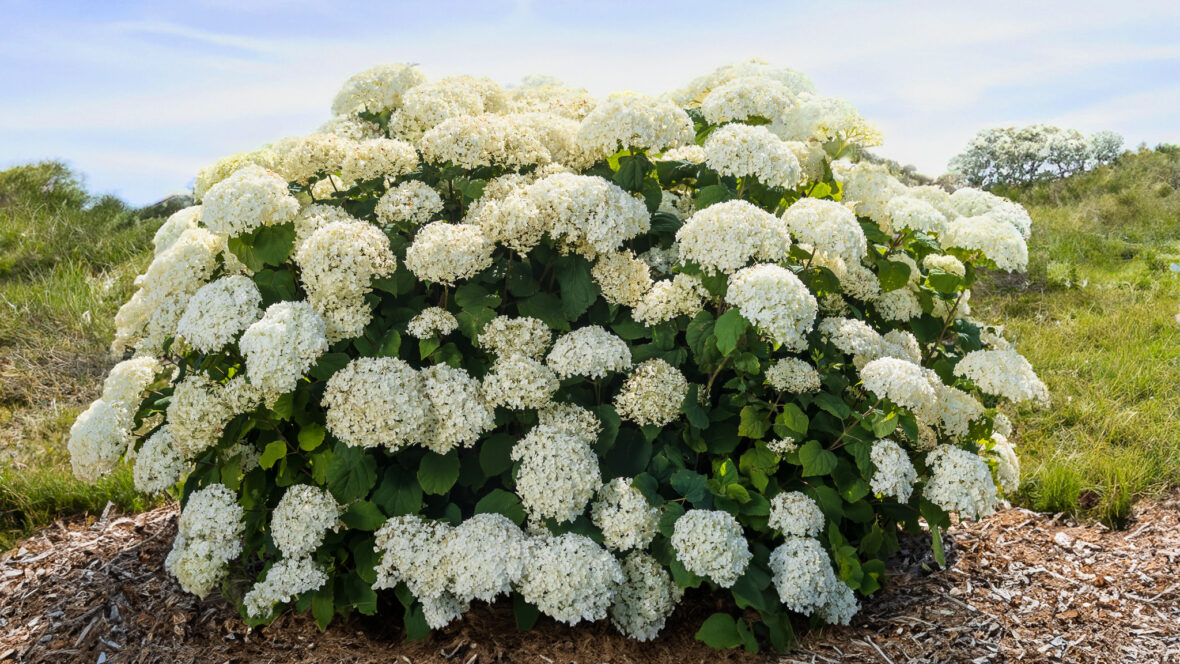 First_Editions_FlowerFull_Smooth_Hydrangea