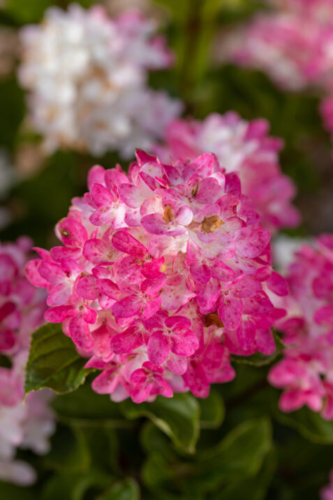 HydpanSpringSizzle-016-14227-1