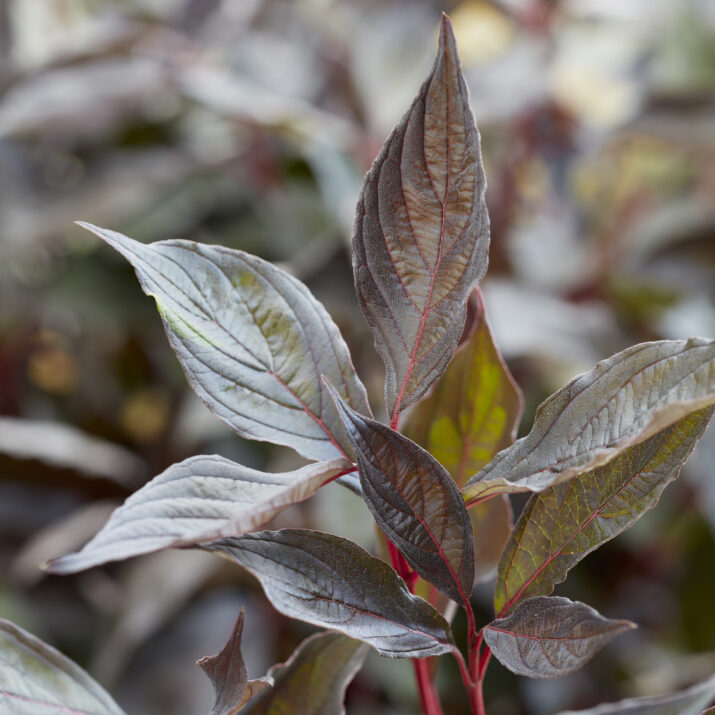 Cornus alba Nightfall