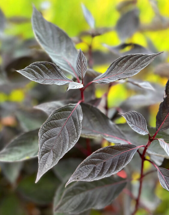 CornusVelvetDusk-034-14409-1