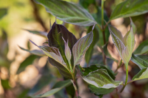 Closeup of First Editions® Velvet Dusk™ Dogwood shrub