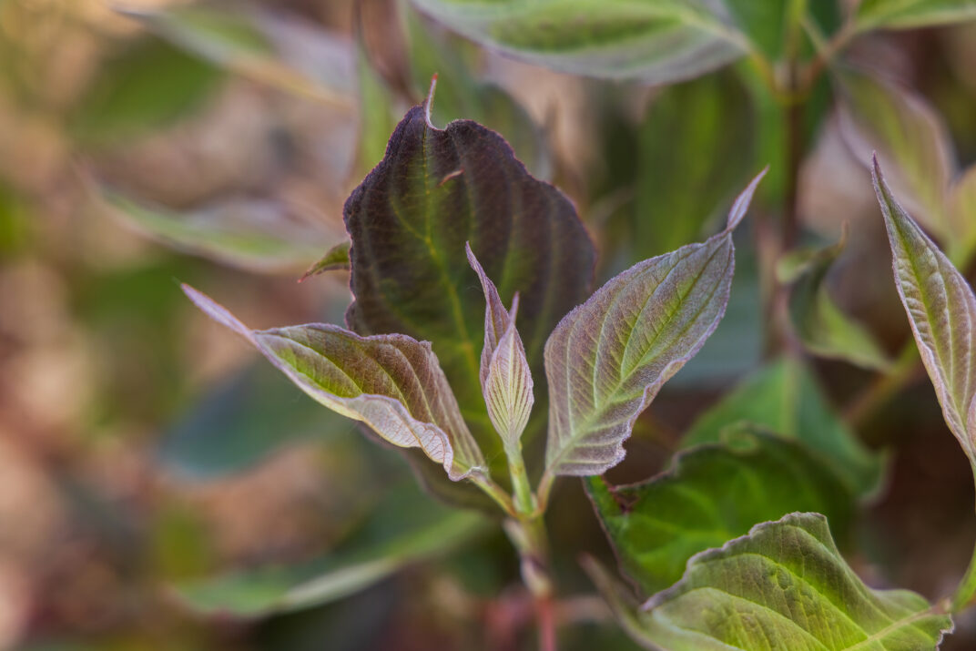CornusVelvetDusk-089-14409-1
