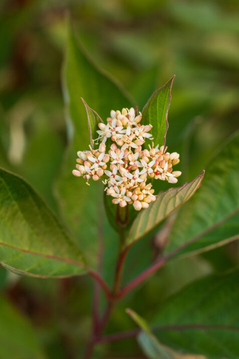 CornusVelvetDusk-096-14409-1