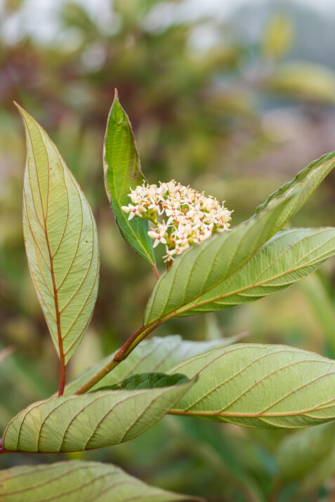 CornusVelvetDusk-120-14409-1
