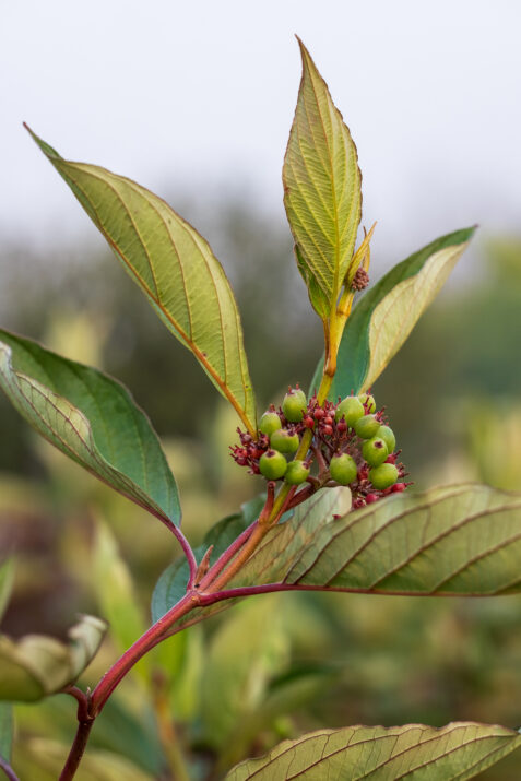 CornusVelvetDusk-129-14409-1